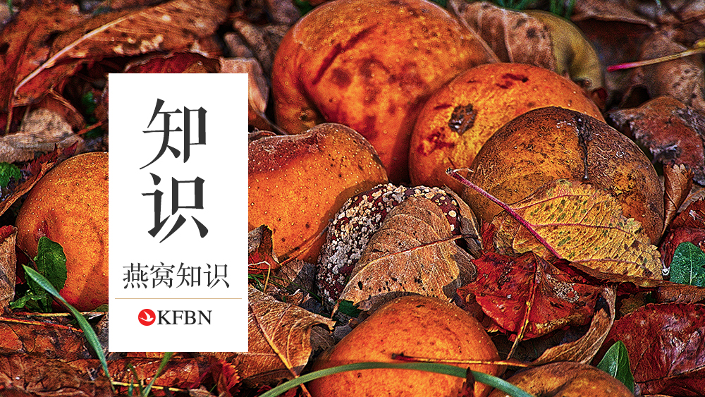 燕窝如何保存？燕窝受潮了怎么办？